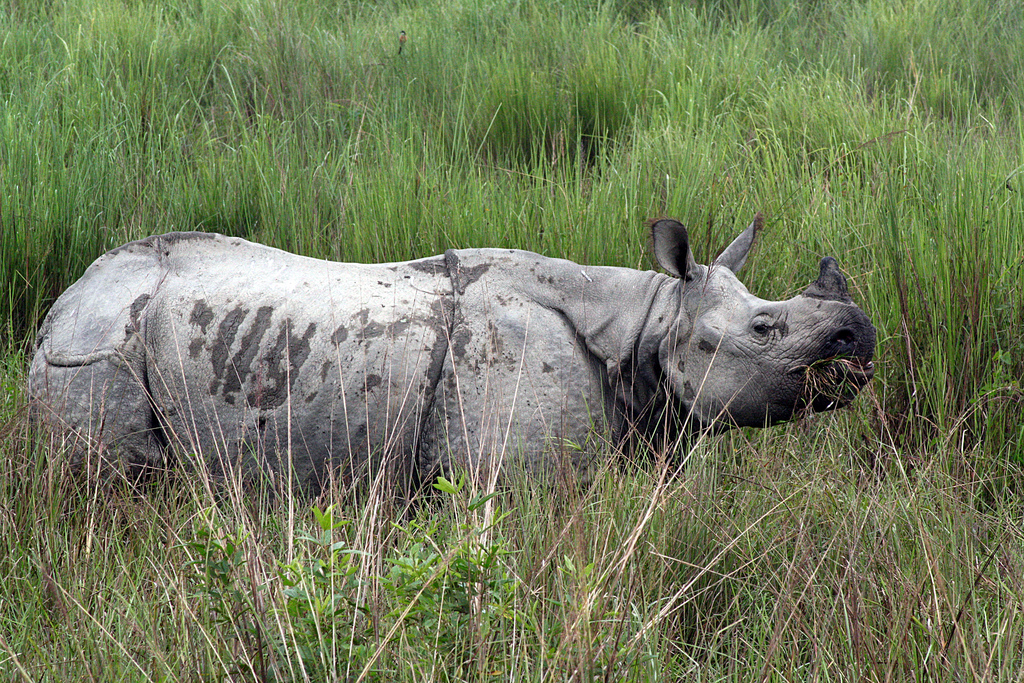 Packages in Kaziranga