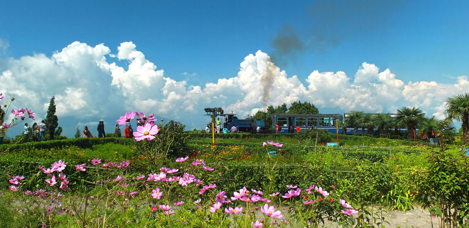 Packages in Darjeeling